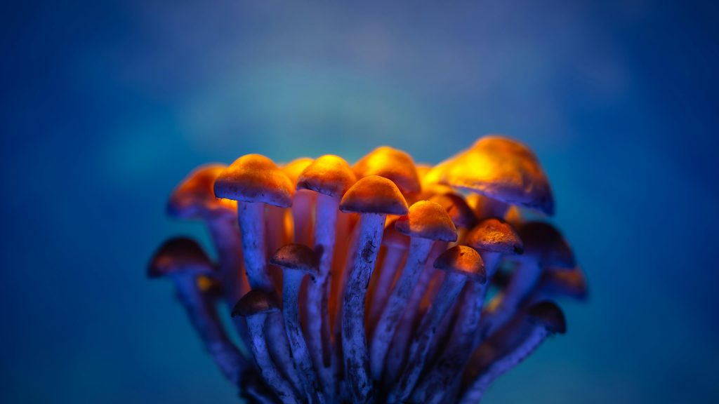 Image of a group of bright orange mushrooms with thing stalks against a neon blue background