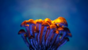 Image of a group of bright orange mushrooms with thing stalks against a neon blue background