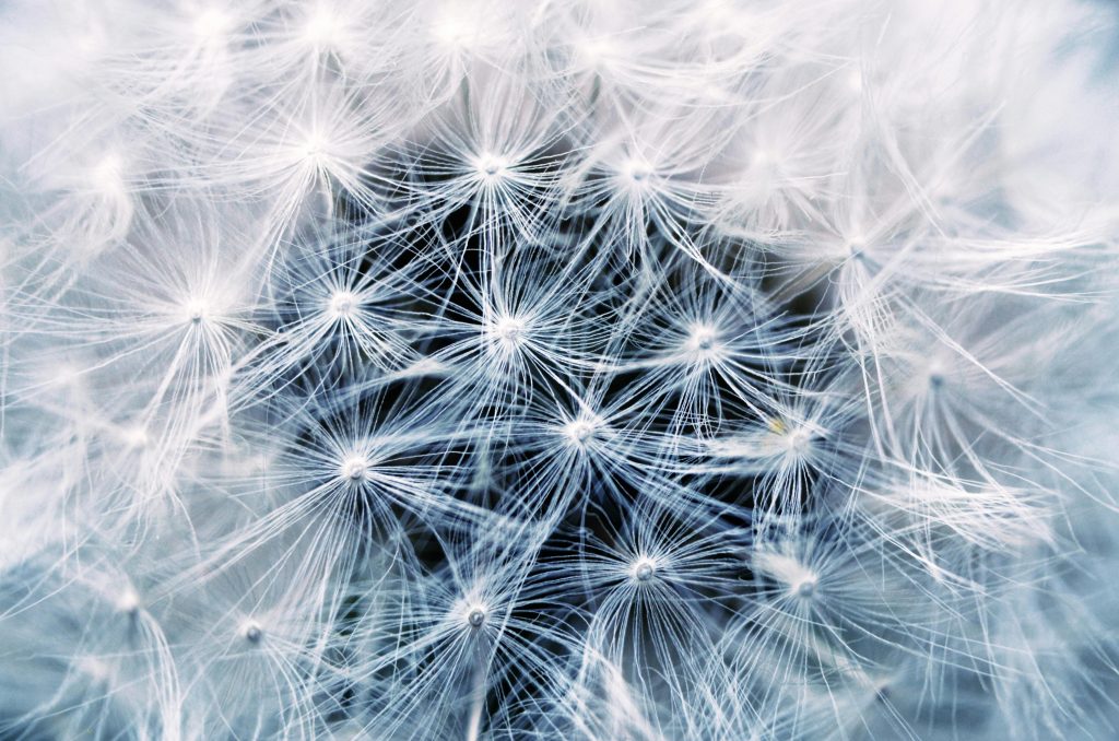 A cropped close-up of  the centre of a dandelion