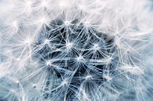 A cropped close-up of the centre of a dandelion